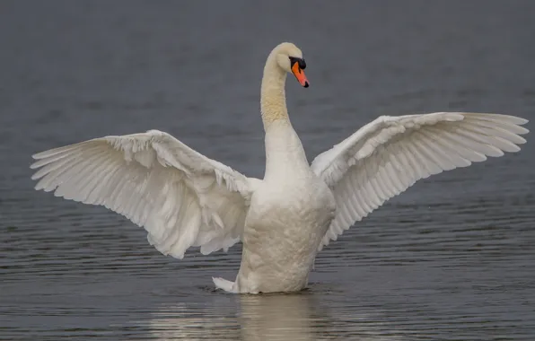 Picture bird, wings, Swan