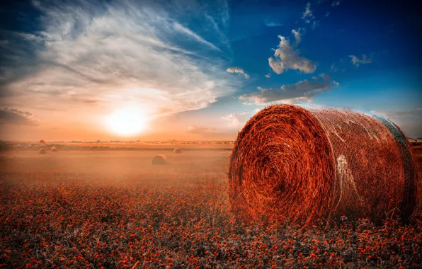 Picture field, hay, rolls, Misty Morning