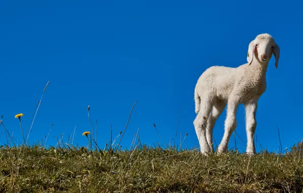 Grass, blue, glade, spring, baby, white, lamb, sheep