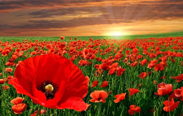 HORIZON, The SKY, FIELD, CLOUDS, RED, SUNSET, DAL, DAWN