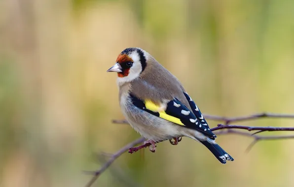 Picture goldfinch, sprig, birds, goldfinch