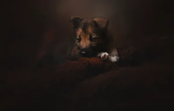 Picture background, dog, puppy
