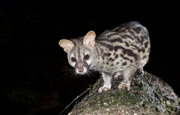 Picture stones, Genet, pose, look, the civet cat, face, african civet, viverra
