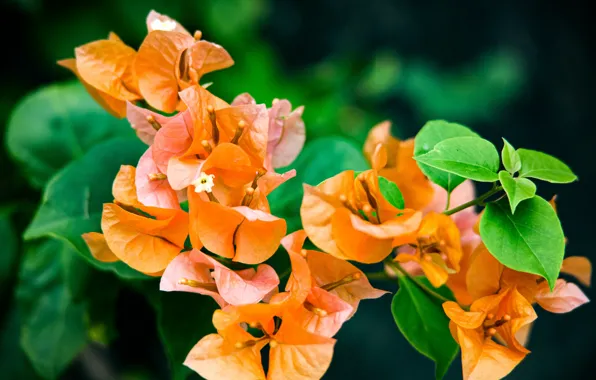 Leaves, flowers, branch, orange, flowering, bougainvillea