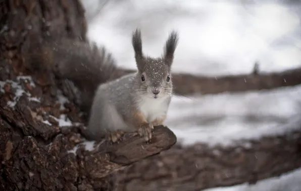 Winter, snow, protein