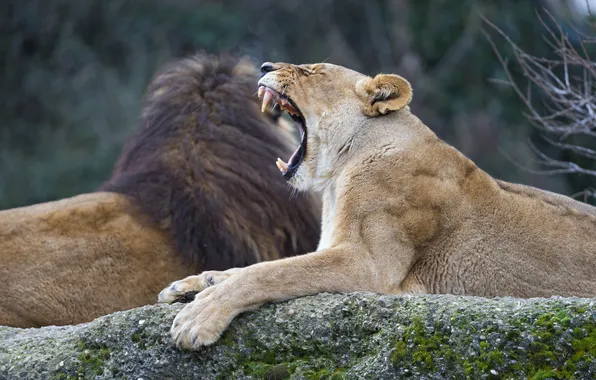 Cat, stone, fangs, lions, lioness, yawning, ©Tambako The Jaguar