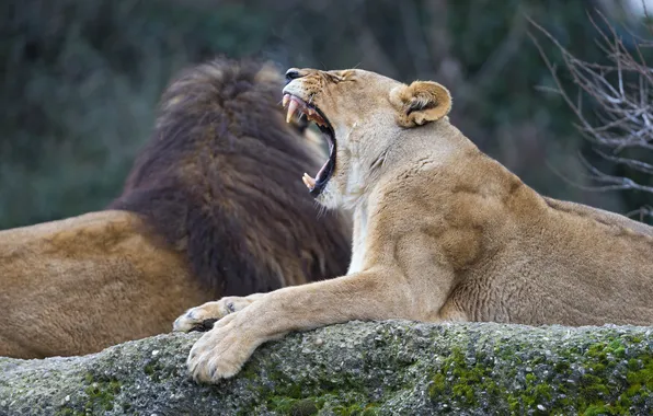 Picture cat, stone, fangs, lions, lioness, yawning, ©Tambako The Jaguar