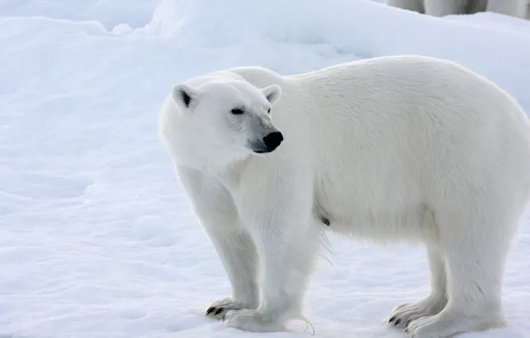 Winter, snow, polar bear