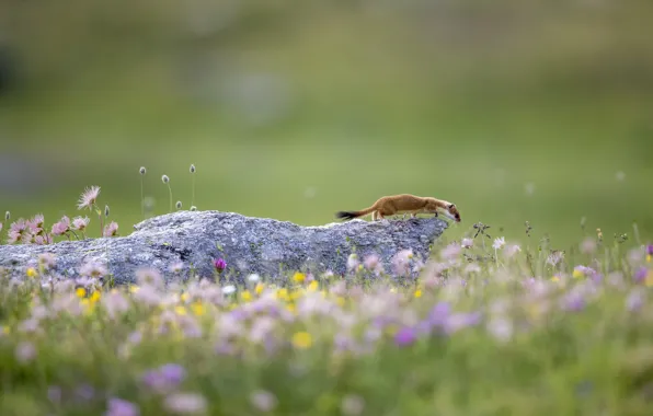 Picture summer, flowers, background, stone, spring, ermine