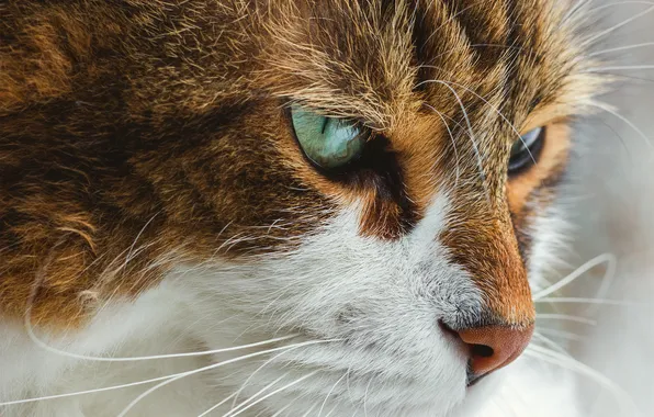 Picture cat, look, closeup