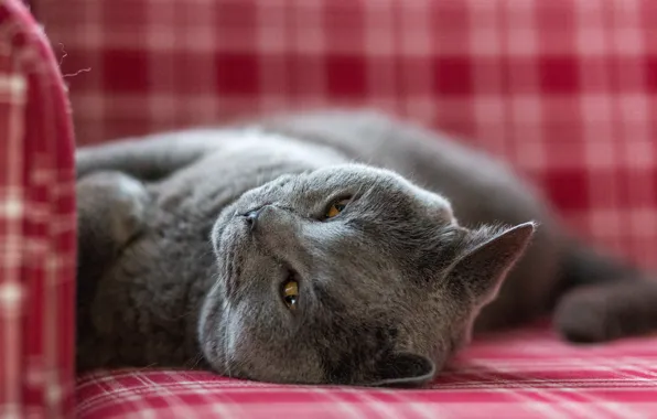 Picture cat, cat, look, lies, British