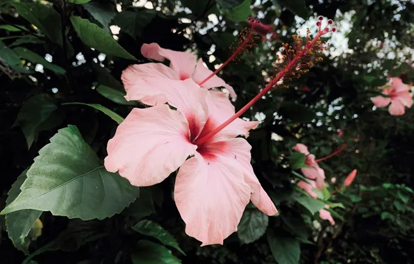 Flowers, Varadero, Cuba