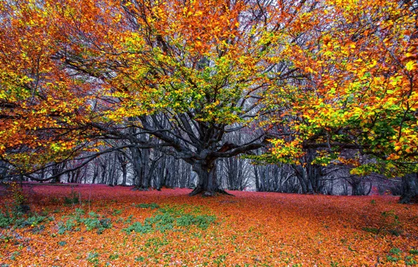 Autumn, forest, tree