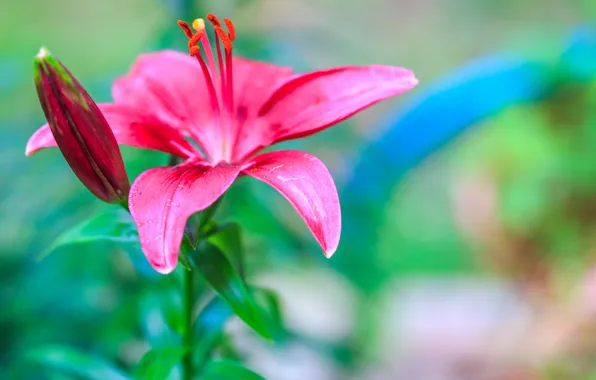 Leaves, Lily, petals, garden