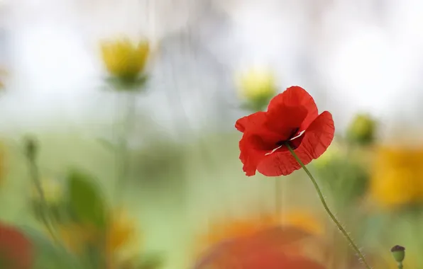 Flower, summer, flowers, red, background, Mac, blur, yellow