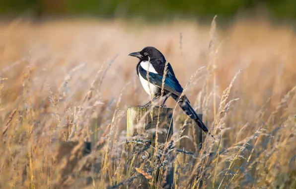Picture nature, bird, spring