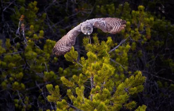 Picture nature, owl, bird, wings