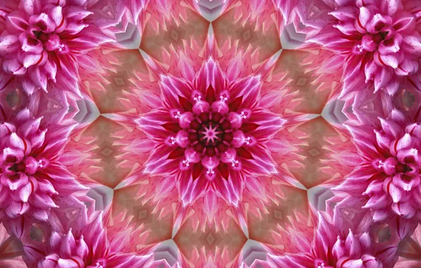 Flowers, background, pattern, graphics, texture, digital art, symmetry, mandala