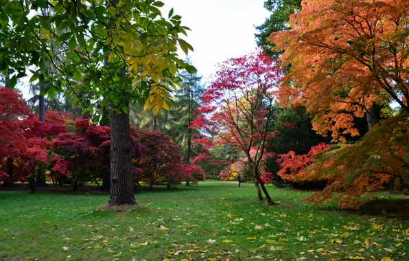 Picture autumn, grass, leaves, trees, Park, UK, the bushes, colorful