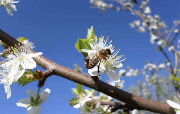 The sky, bee, spring, flowering, drain, April