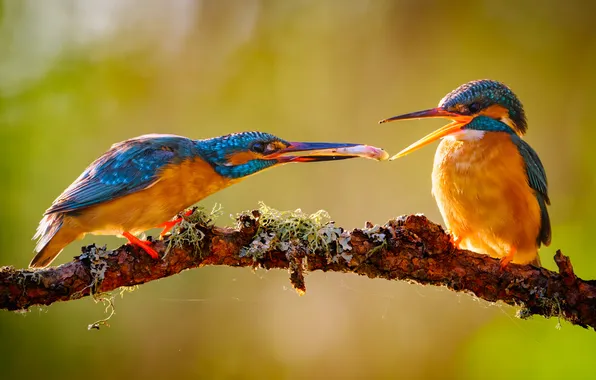 Food, bokeh, Common Kingfisher, bright plumage, sitting on a branch, two birds, Vladimir Yezhov, You …