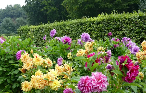 Picture trees, flowers, Park, yellow, purple, the bushes, dahlias