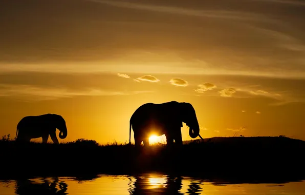 Picture animals, sunset, nature, shore, shadow, the evening, elephants