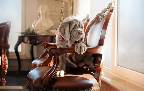 Picture room, animal, dog, chair, puppy, table, bust, dog