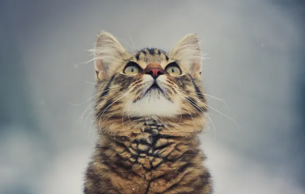 Picture eyes, mustache, background, kitty