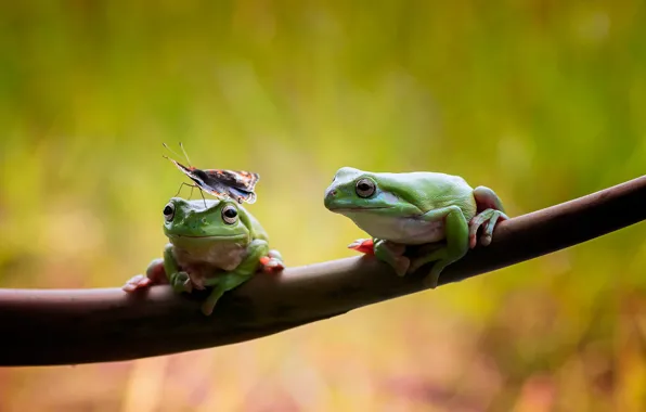 Branches, butterfly, two, frog, pair