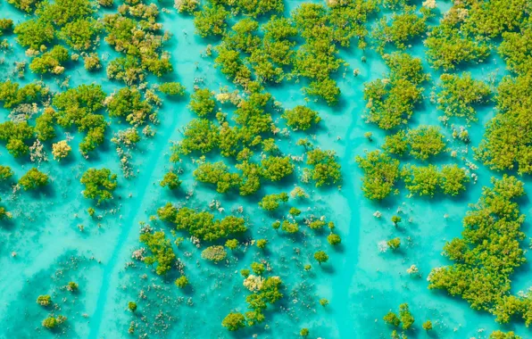 Trees, Australia, Bay, King Sound, mangroves