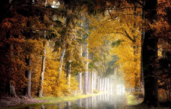 Picture autumn, fog, Park