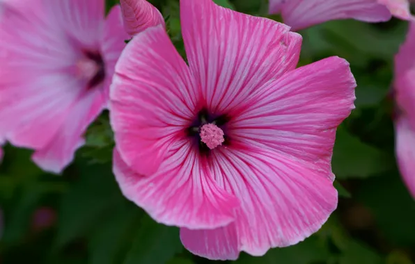 Picture Pink flowers, Pink flowers, Stoklosa pink, Hollyhock