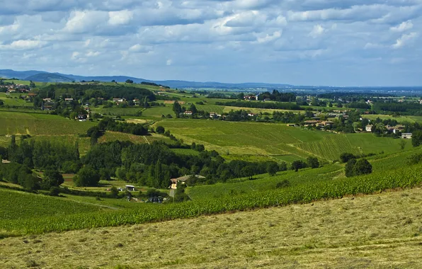 Picture nature, Field, vineyard, field, nature, vineyard