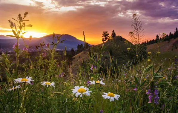 Picture summer, landscape, sunset, flowers, mountains, nature, grass