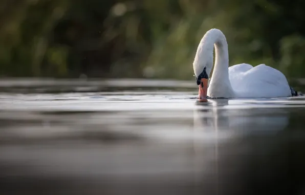 Nature, bird, Swan