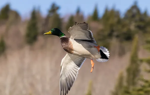 Picture flight, bird, duck, wings