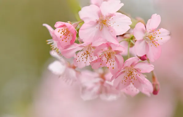 Picture macro, cherry, background, spring, Sakura, flowering, flowers, bokeh