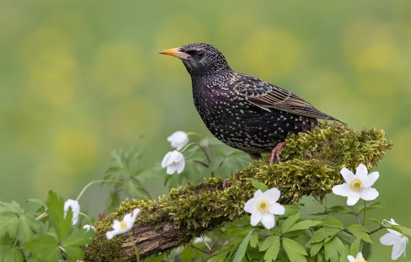 Picture flowers, background, bird, Starling