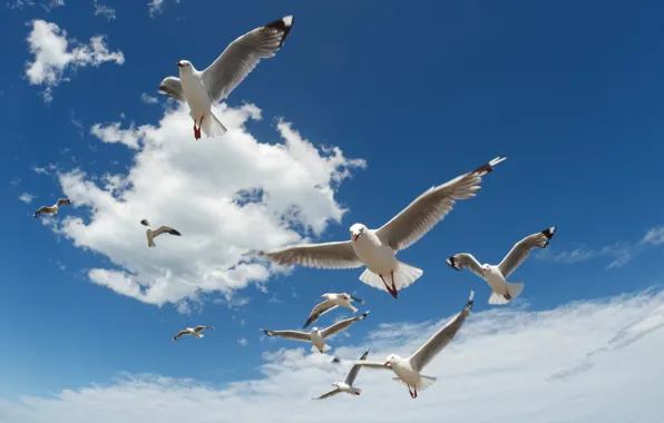 Wallpaper the sun, the sky, clouds, seagulls, bird