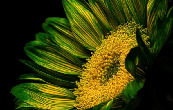 Flower, nature, background