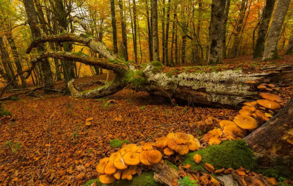 Autumn, forest, trees, mushrooms, moss, Spain, Basque Country, Urabain
