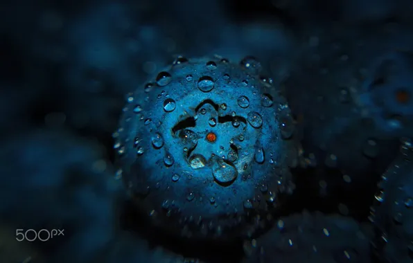 Picture drops, macro, berries, food, blueberries