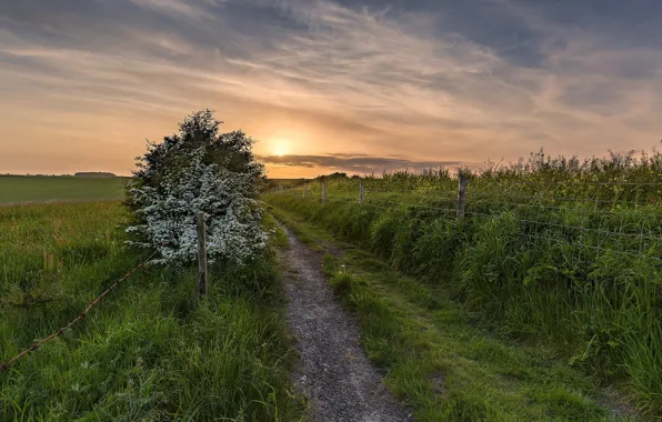 Picture road, field, summer, sunset, the fence