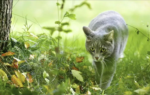 Picture autumn, animals, cats, nature, hunter, Wallpapers, ceramide