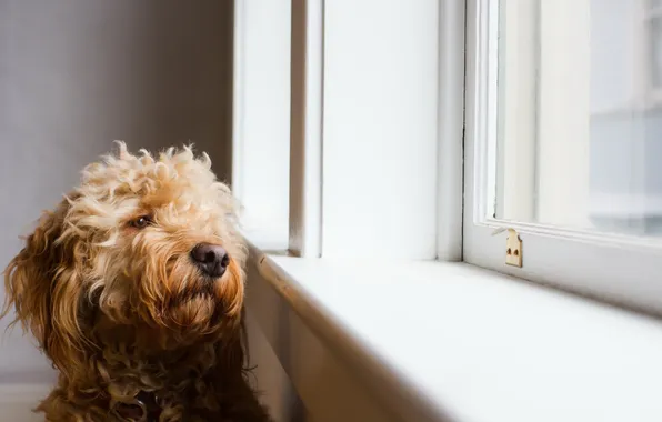 Look, each, dog