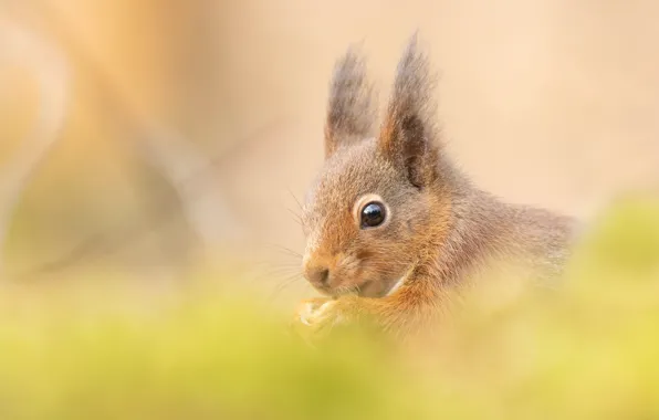 Picture look, background, portrait, protein, muzzle, squirrel