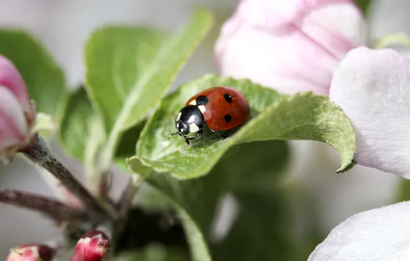 Macro, ladybug, branch, insect, Apple