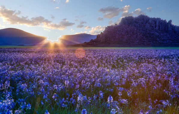 Flowers, the steppe, sunrise, dawn, Prairie, Idaho, Idaho, camassei
