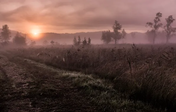 Picture road, field, sunset, fog